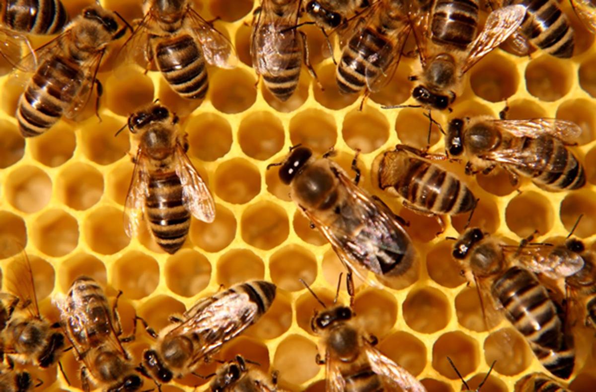 Bee hive 